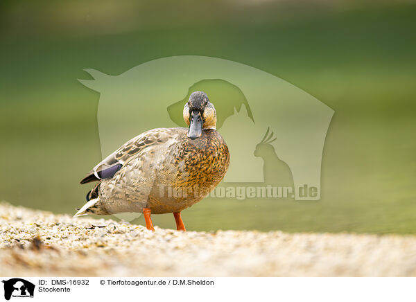 Stockente / mallard / DMS-16932