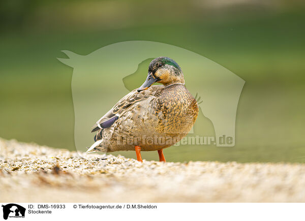 Stockente / mallard / DMS-16933