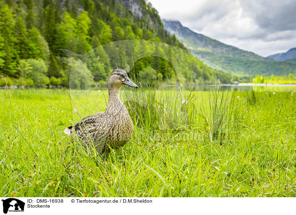 Stockente / mallard / DMS-16938