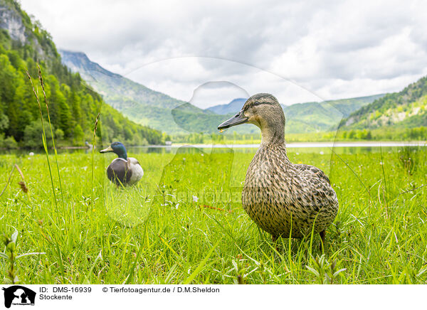 Stockente / mallard / DMS-16939