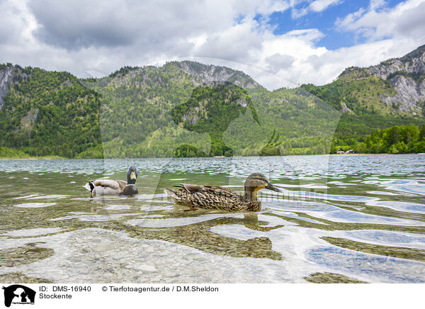 Stockente / mallard / DMS-16940