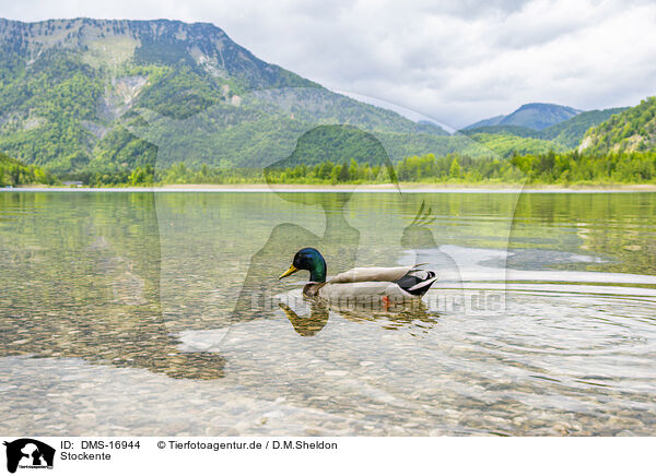 Stockente / mallard / DMS-16944