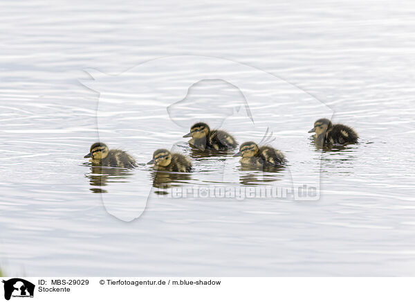 Stockente / mallard / MBS-29029