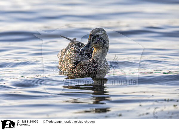 Stockente / mallard / MBS-29052
