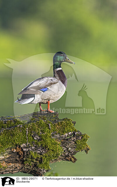 Stockente / mallard / MBS-29071
