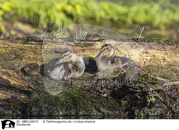 Stockente / mallard / MBS-29073