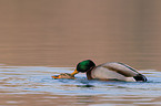 Enten bei der Paarung