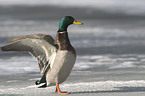 Stockenten mit geffenten Flgeln