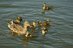 Stockente mit Jungen