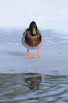 Stockente