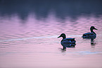 schwimmende Stockenten