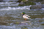 Stockente