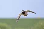 Stockente