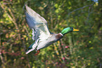Stockente