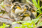 Stockente