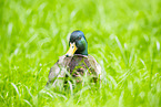 Stockente