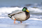 Stockente