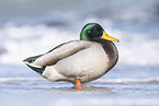 Stockente