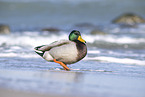 Stockente
