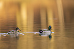 Stockente