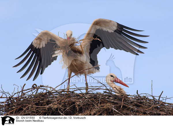 Storch beim Nestbau / stork / DV-01550