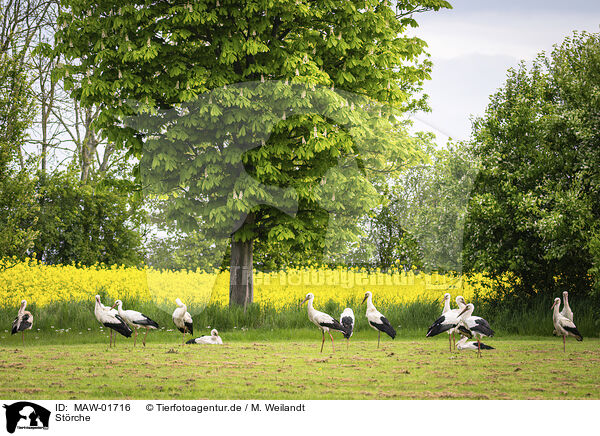 Strche / storks / MAW-01716
