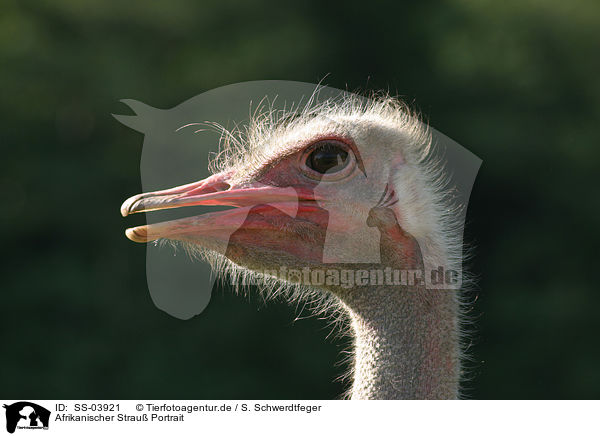 Afrikanischer Strau Portrait / ostrich portrait / SS-03921