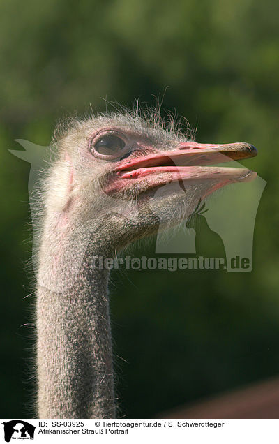 Afrikanischer Strau Portrait / ostrich portrait / SS-03925