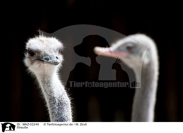 Straue / ostrichs / MAZ-02249