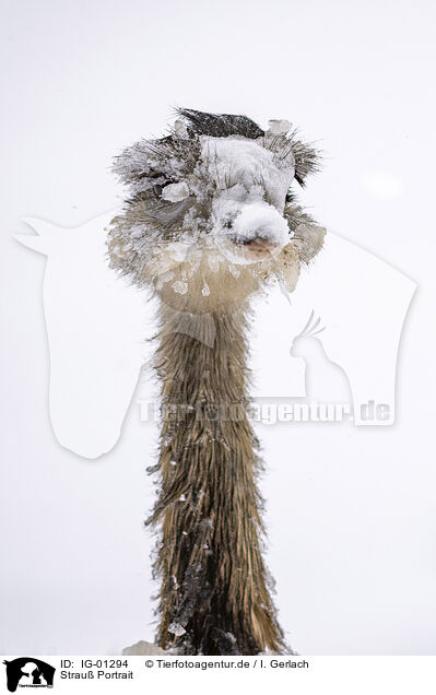 Strau Portrait / Ostrich portrait / IG-01294