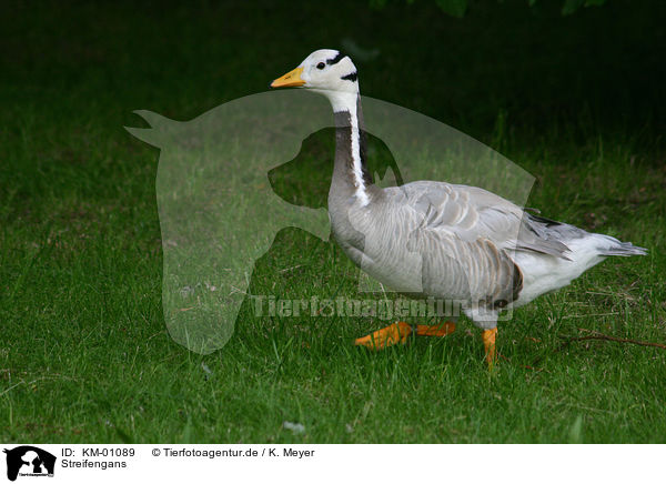 Streifengans / Bar-headed goose / KM-01089
