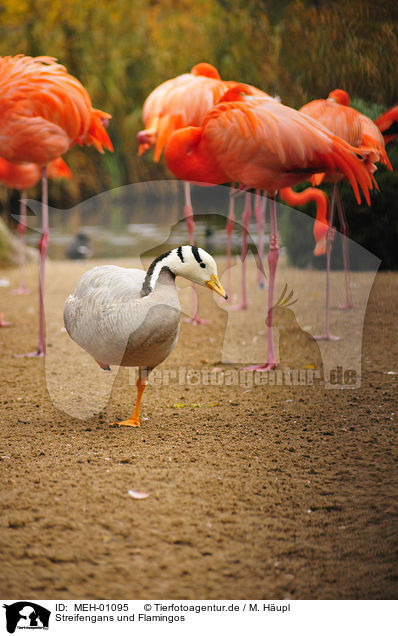 Streifengans und Flamingos / MEH-01095
