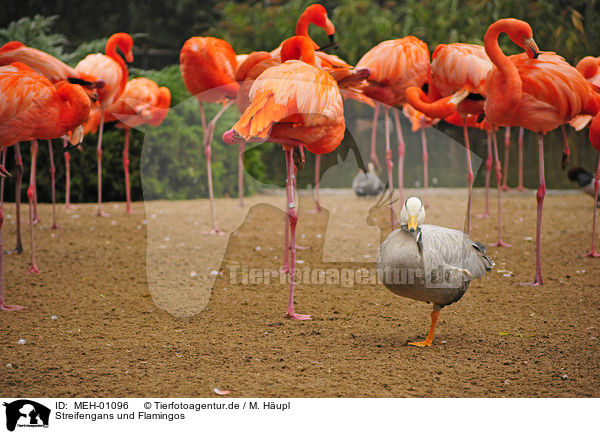 Streifengans und Flamingos / MEH-01096