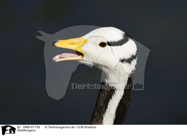 Streifengans / bar-headed goose / DMS-07156