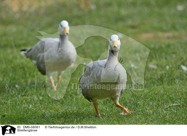 Streifengnse / bar-headed geese / DMS-08061