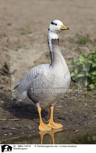 Streifengans / bar-headed goose / MBS-14616