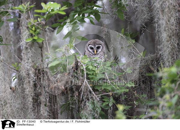 Streifenkauz / barred owl / FF-13040