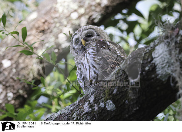 Streifenkauz / barred owl / FF-13041