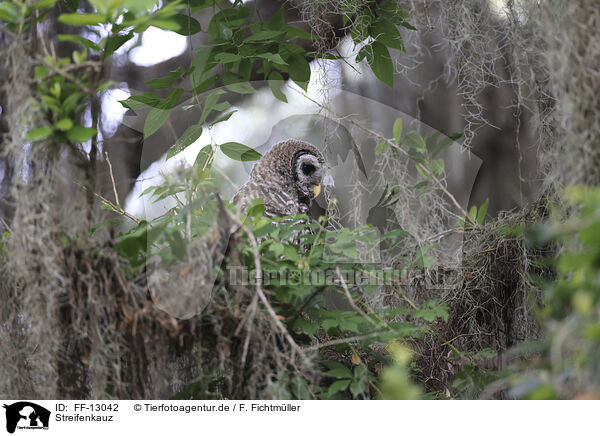 Streifenkauz / barred owl / FF-13042