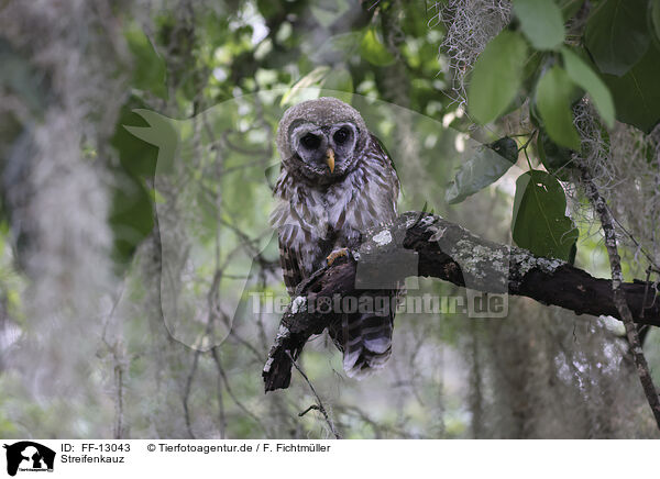 Streifenkauz / barred owl / FF-13043