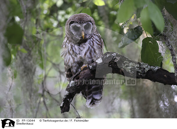 Streifenkauz / barred owl / FF-13044