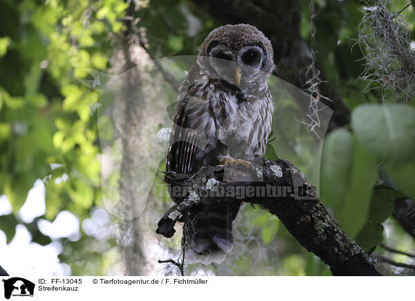 Streifenkauz / barred owl / FF-13045
