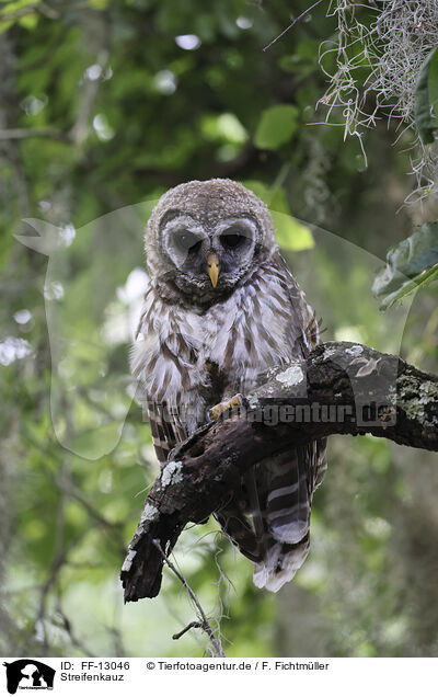 Streifenkauz / barred owl / FF-13046