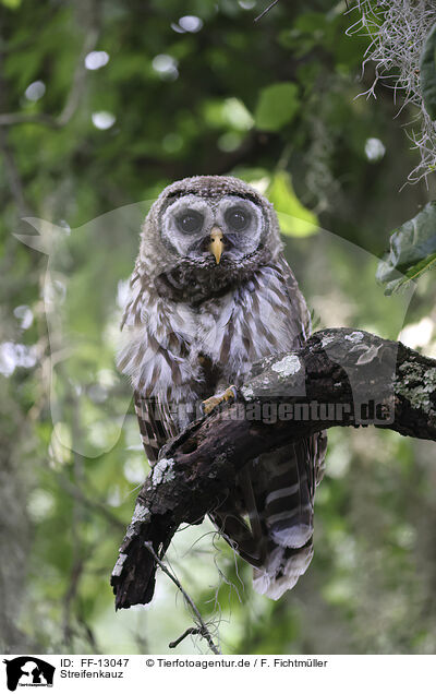 Streifenkauz / barred owl / FF-13047