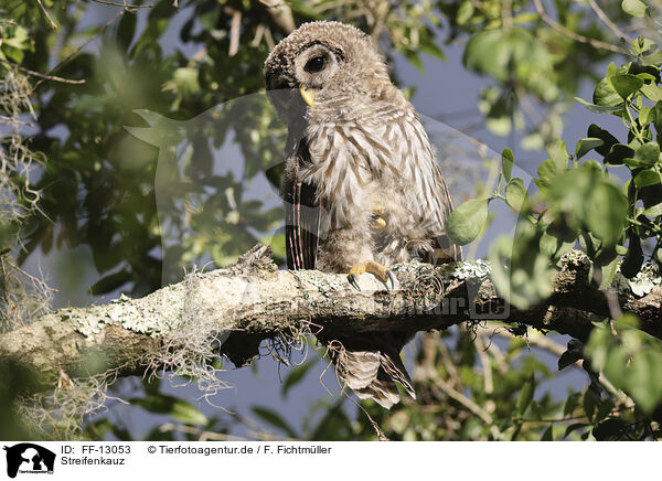 Streifenkauz / barred owl / FF-13053