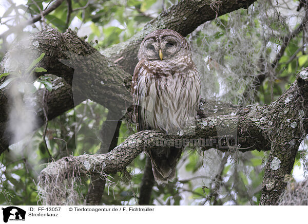 Streifenkauz / barred owl / FF-13057