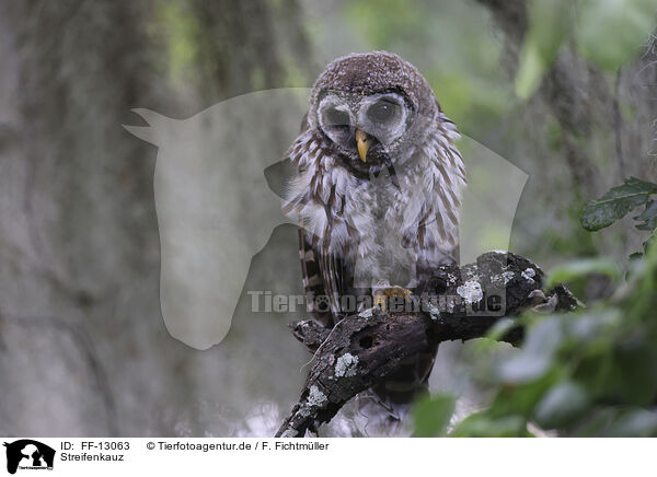 Streifenkauz / barred owl / FF-13063