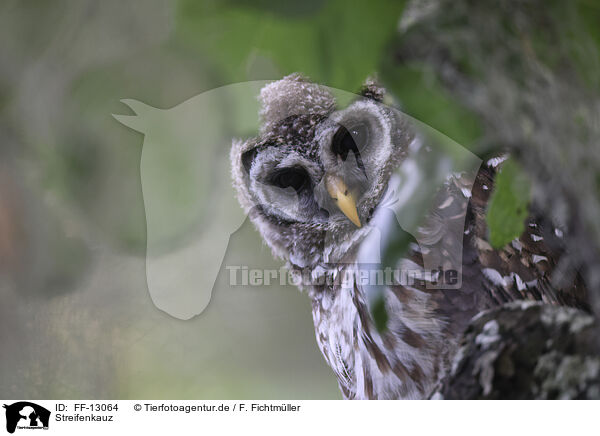 Streifenkauz / barred owl / FF-13064