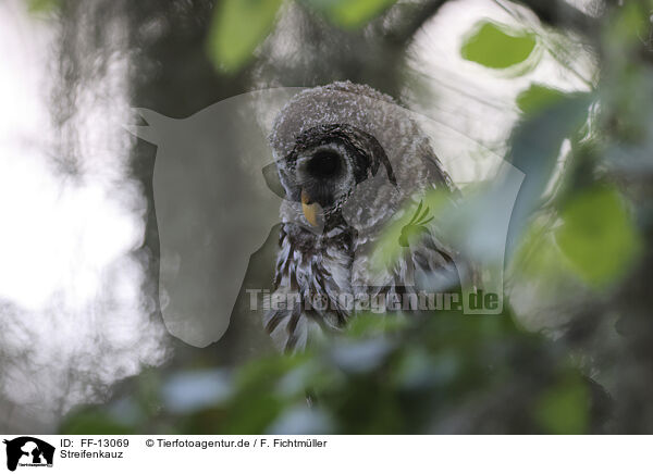 Streifenkauz / barred owl / FF-13069