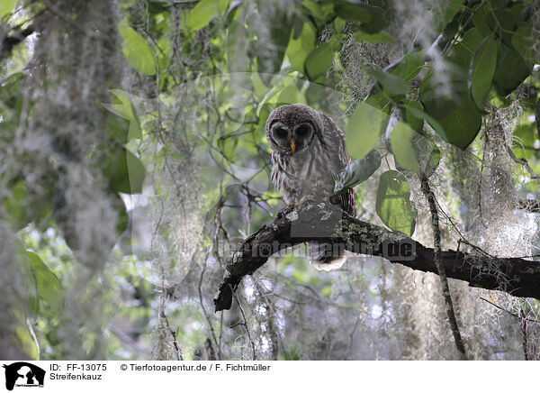 Streifenkauz / barred owl / FF-13075